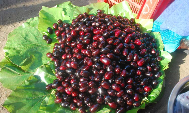 Indian Blackberry